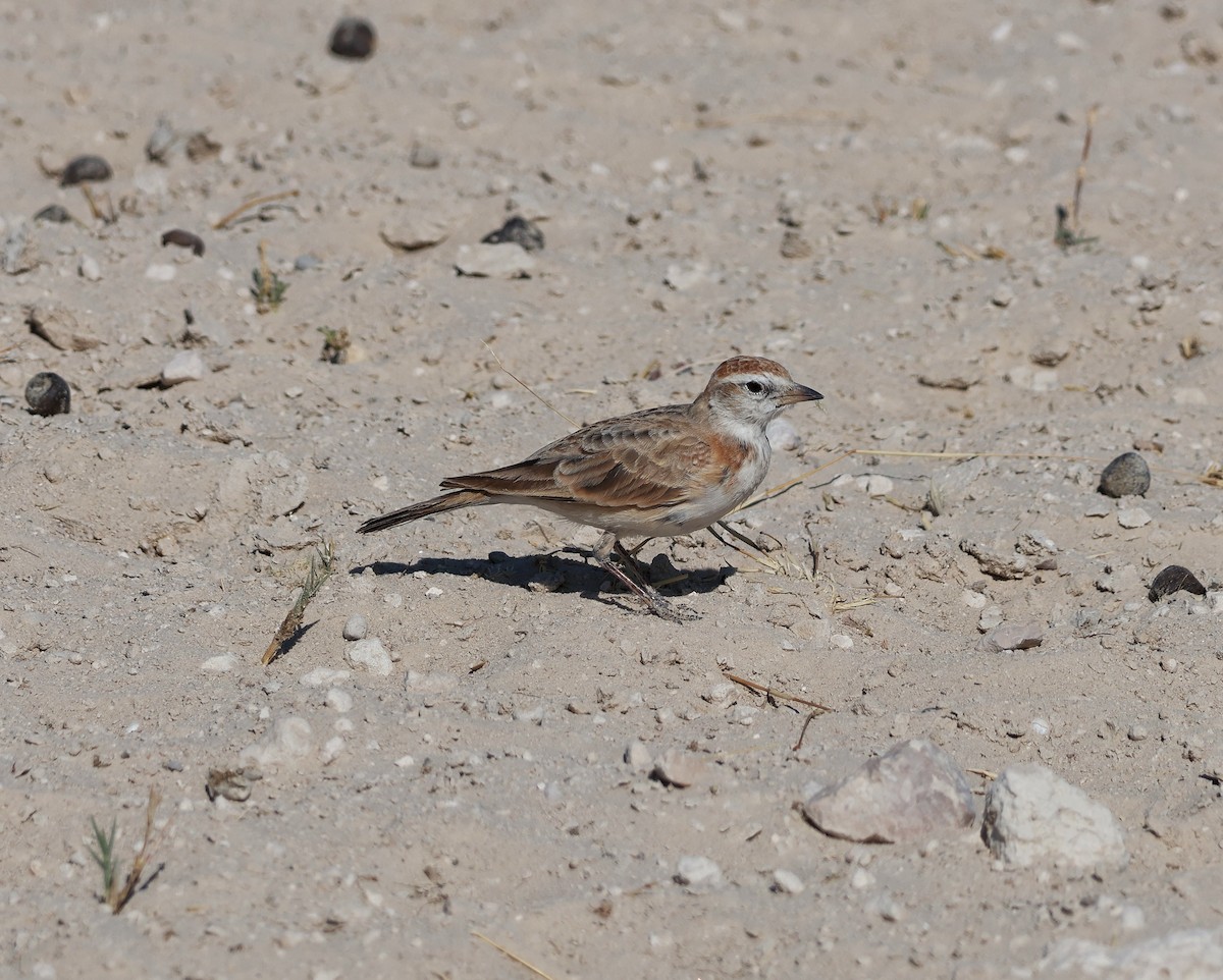 アフリカヒメコウテンシ - ML644475084