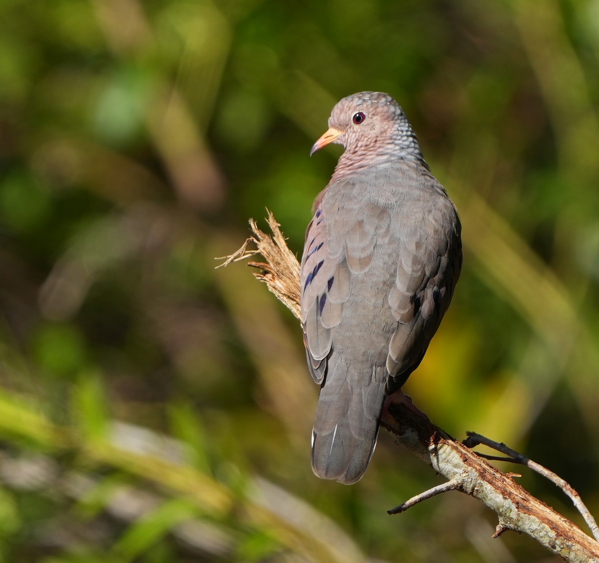Common Ground Dove - ML644475090