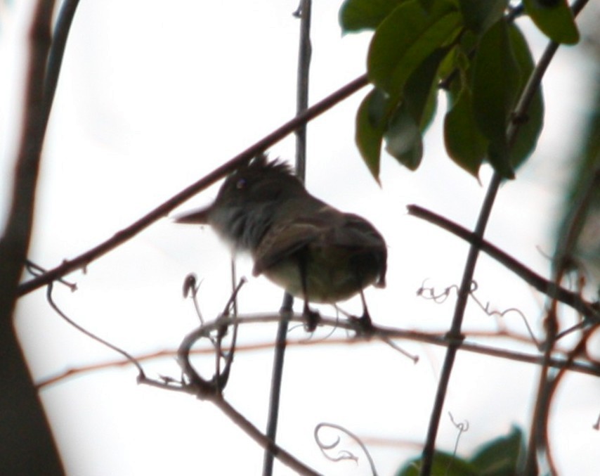 Swainson's Flycatcher - ML644475093