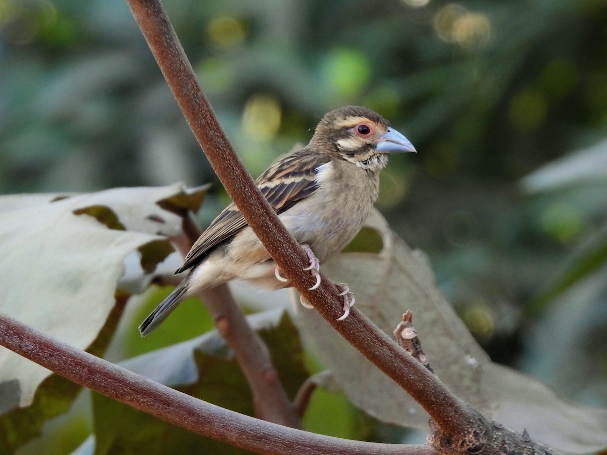 Sakalava Weaver - ML644475099