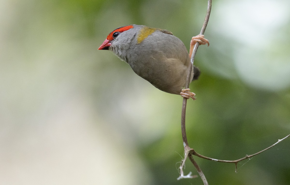 Краснобровая амадина - ML644475104