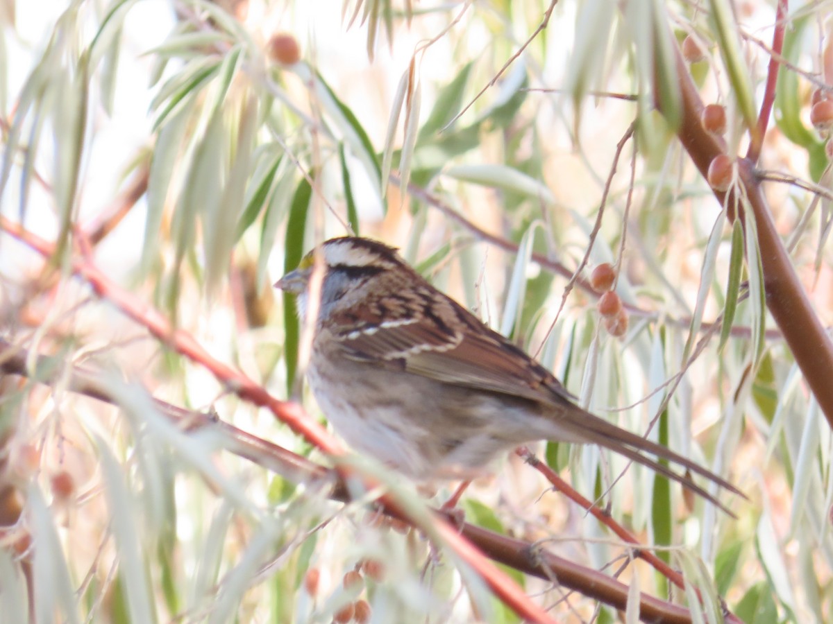 Weißkehlammer - ML644475105