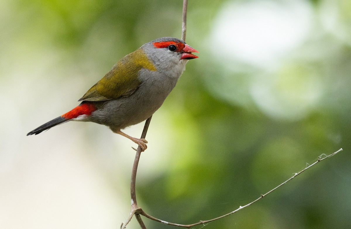 Краснобровая амадина - ML644475106