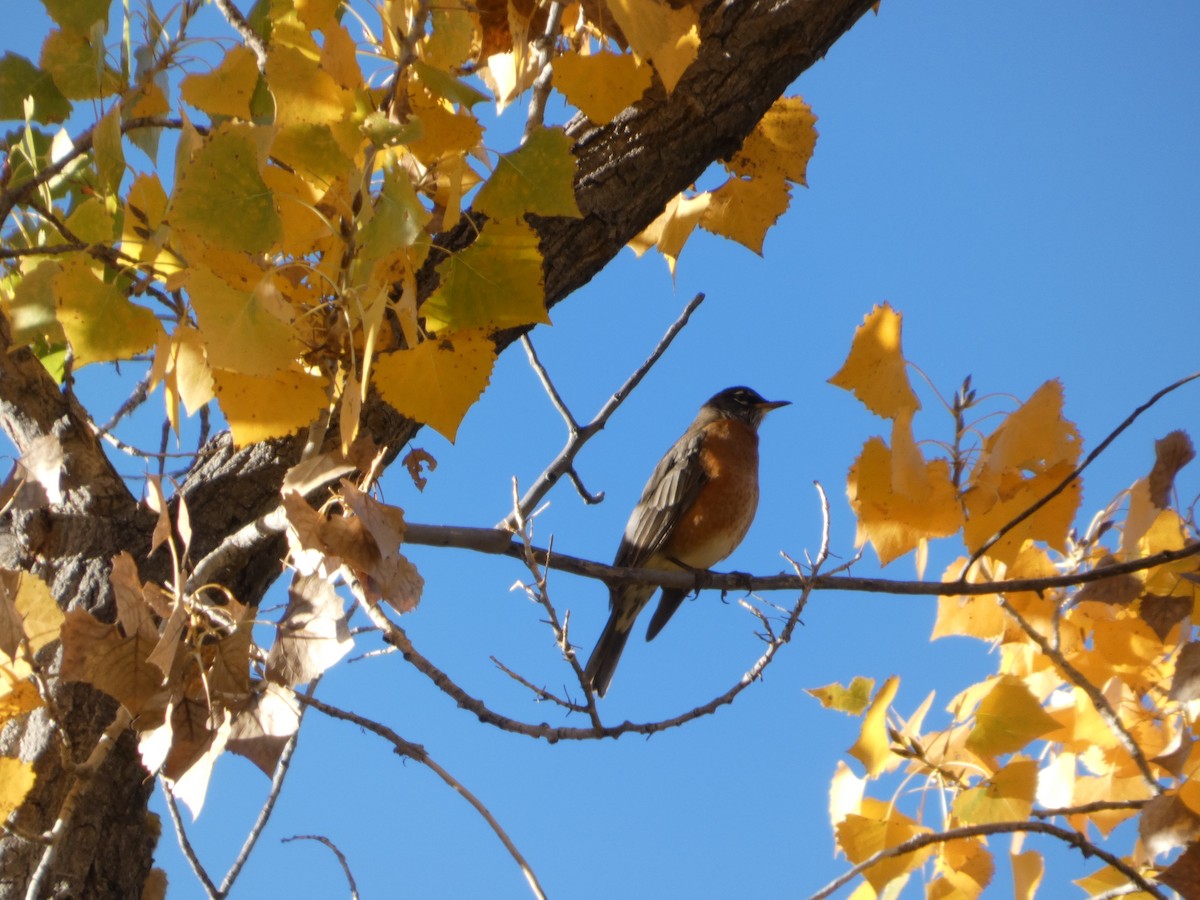 American Robin - ML644475124