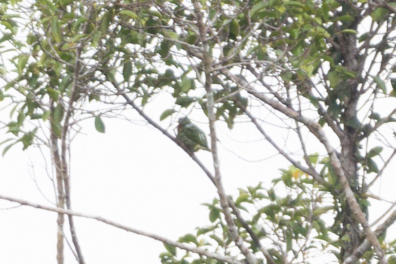 Ptilope turvert - ML644475130