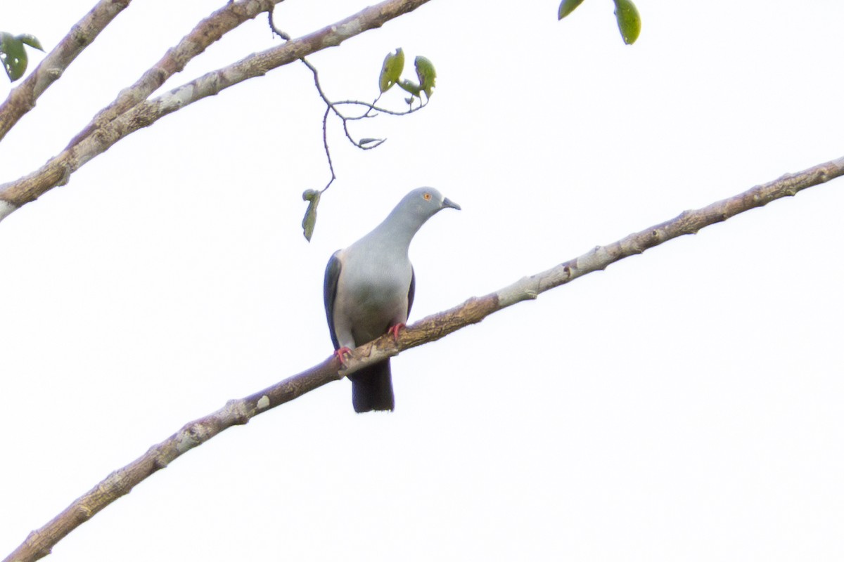 Geelvink Imperial-Pigeon - ML644475139