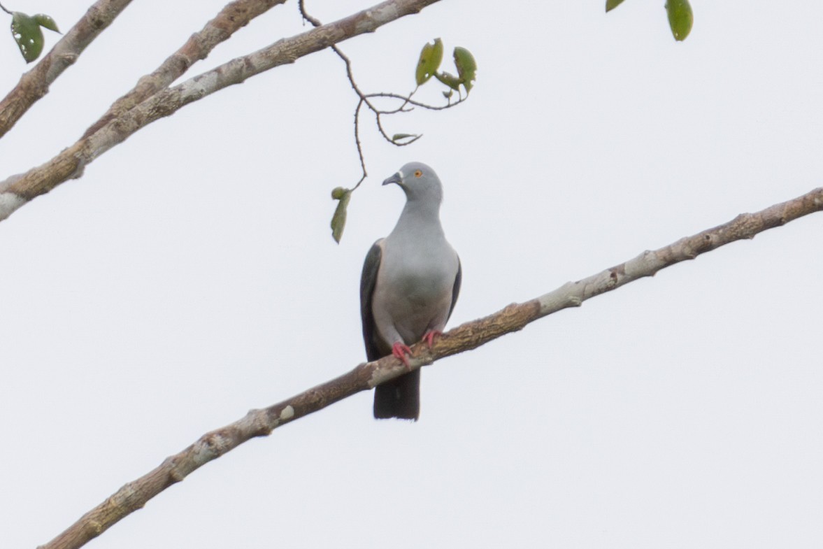 Geelvink Imperial-Pigeon - ML644475140