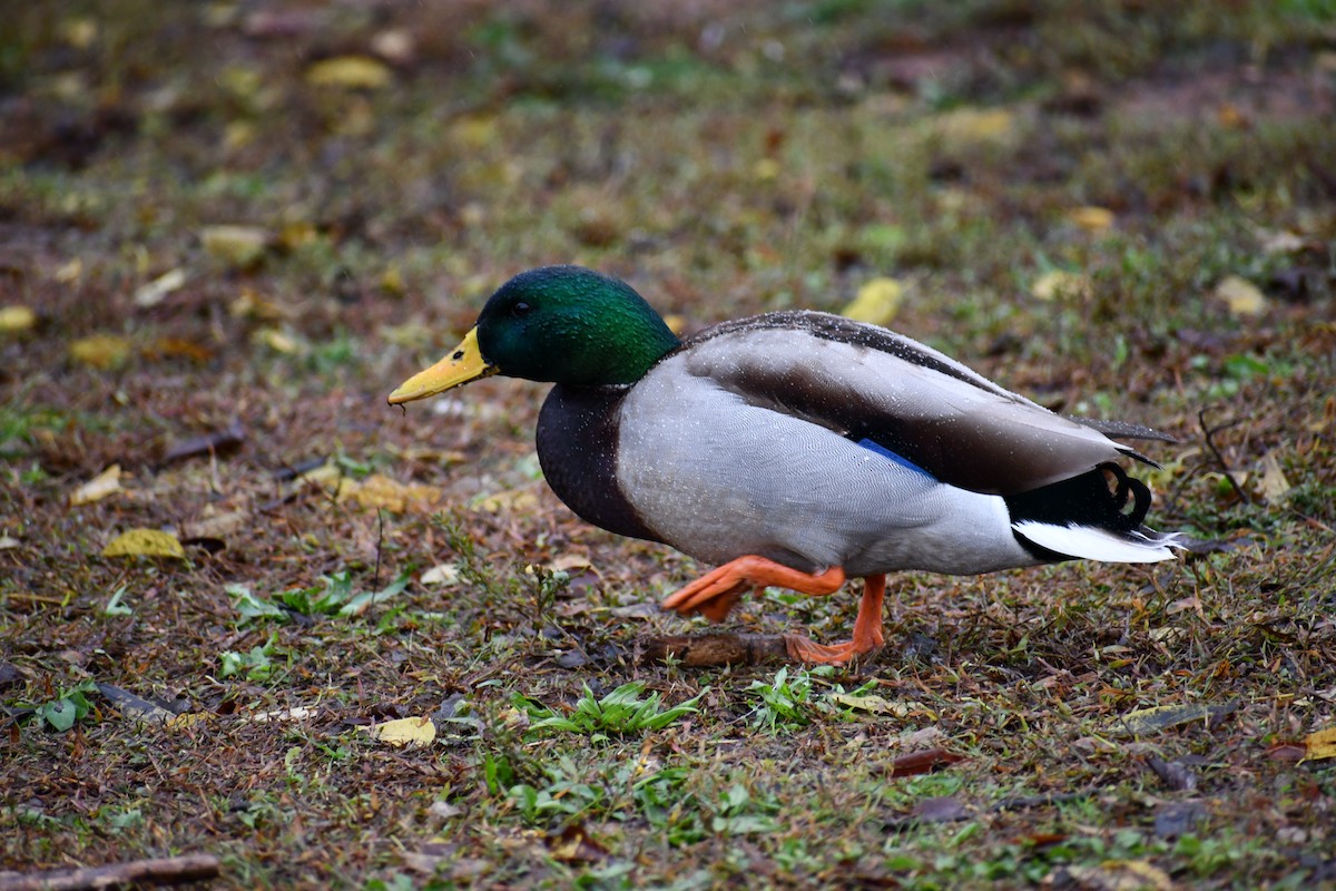 Canard colvert - ML644475142