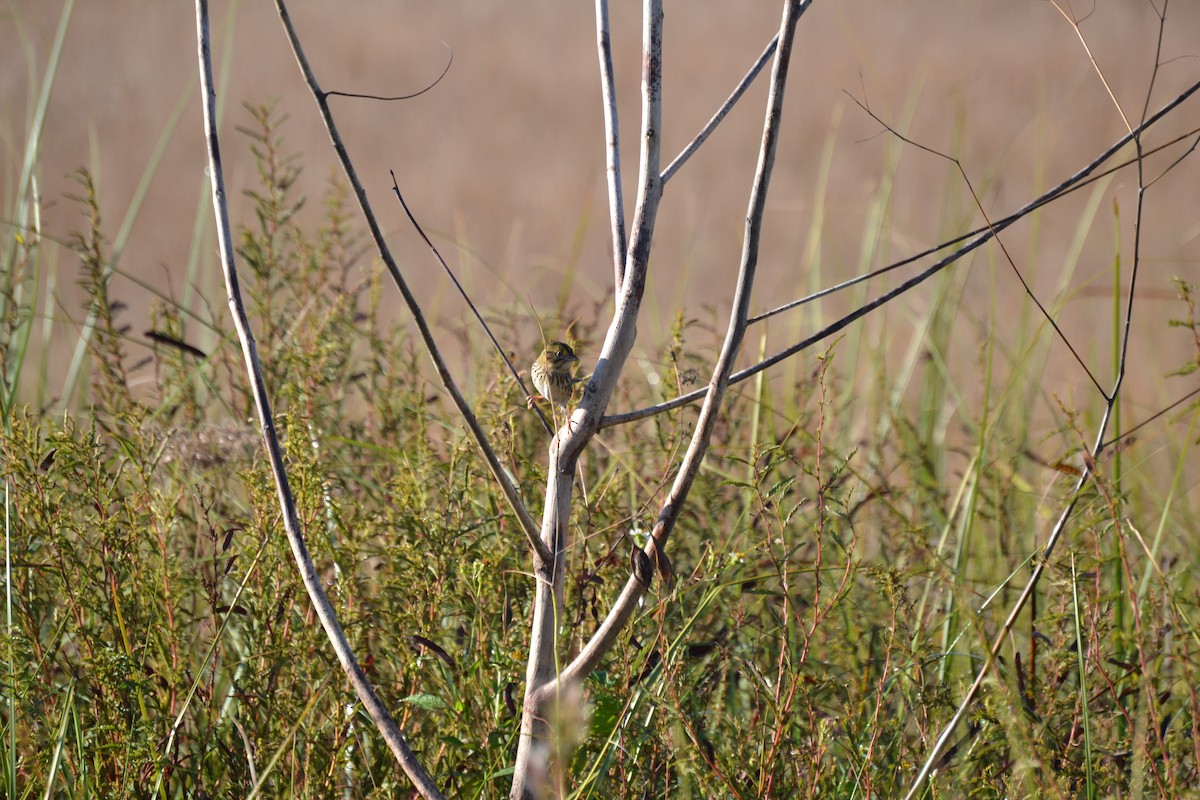 Henslow's Sparrow - ML644475152
