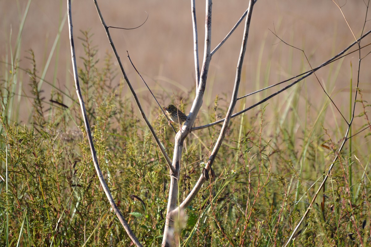 Henslow's Sparrow - ML644475154
