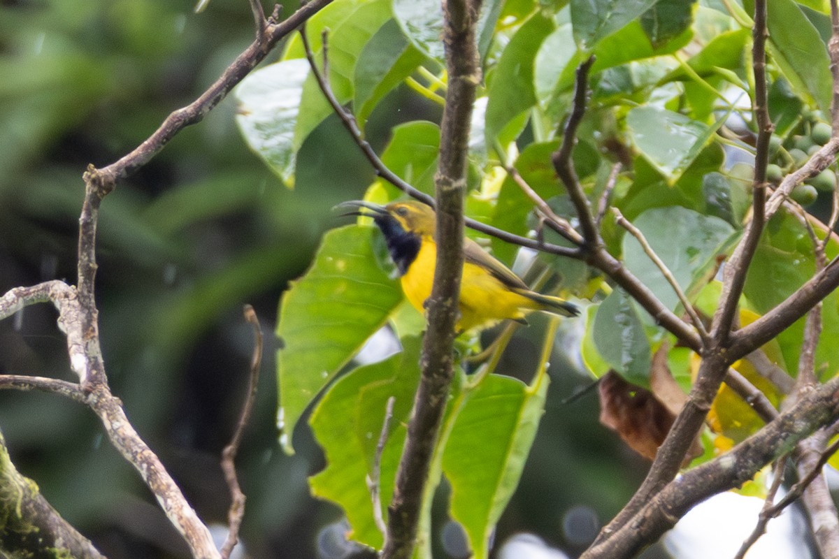 Sahul Sunbird - ML644475161