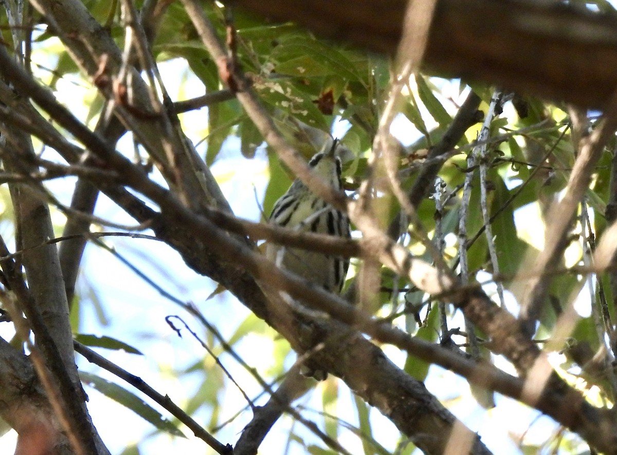 lesňáček černobílý - ML644475162