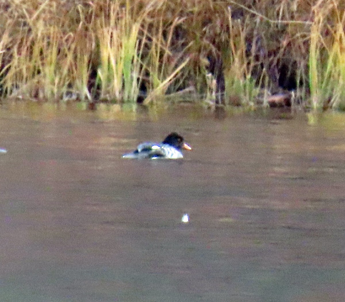Barrow's Goldeneye - ML644475163