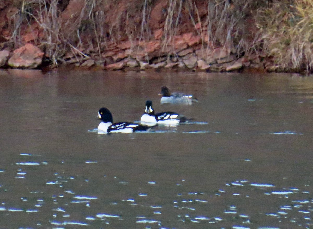 Barrow's Goldeneye - ML644475164