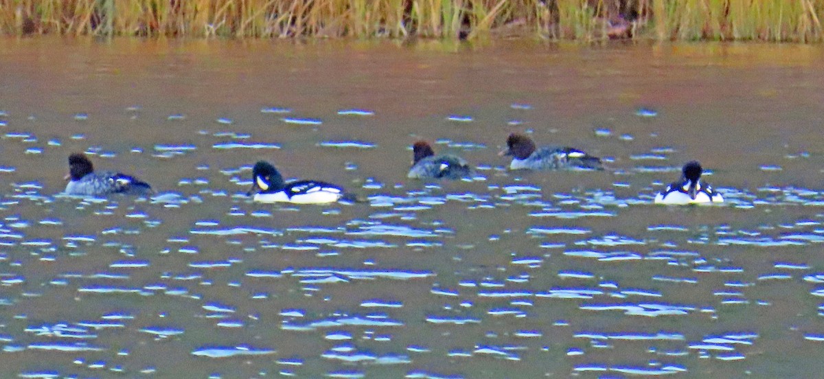 Barrow's Goldeneye - ML644475165