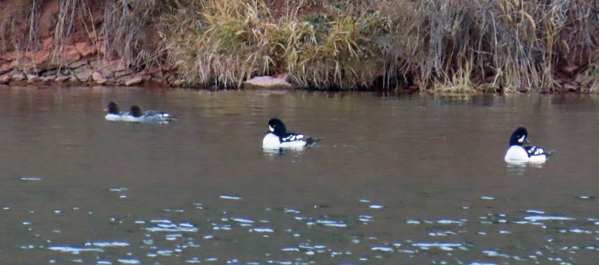 Barrow's Goldeneye - ML644475166