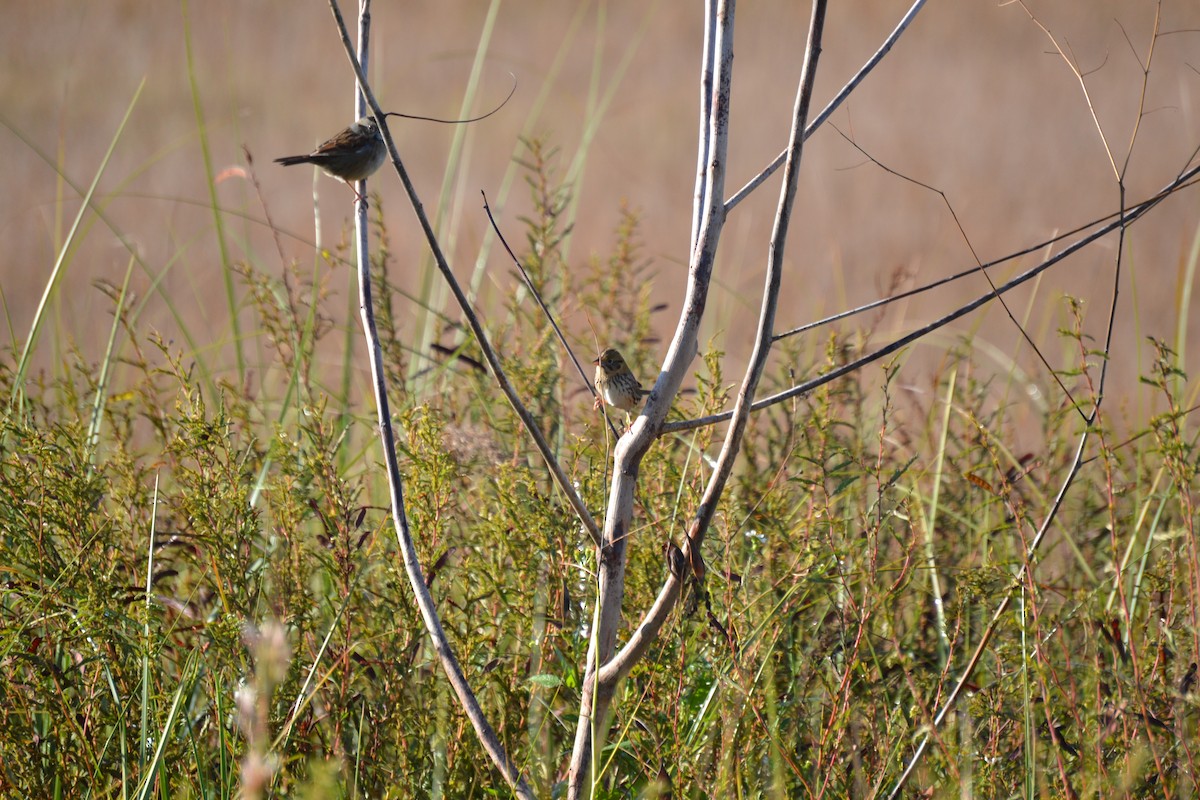 Henslow's Sparrow - ML644475173