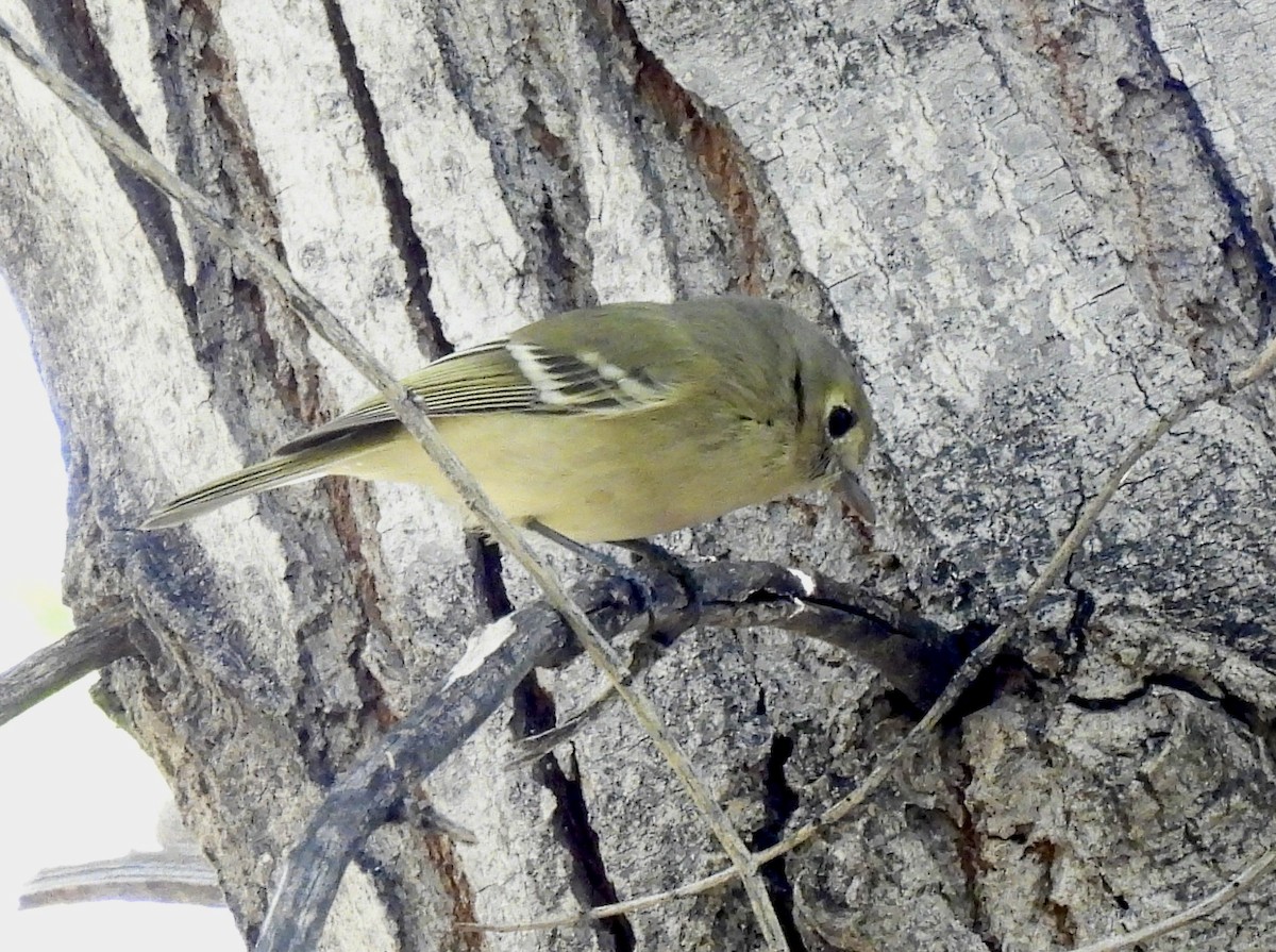Hutton's Vireo - ML644475180