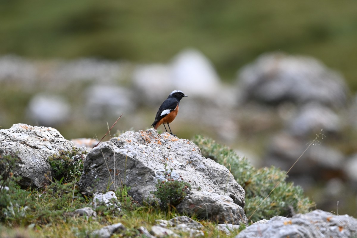 White-winged Redstart - ML644475181