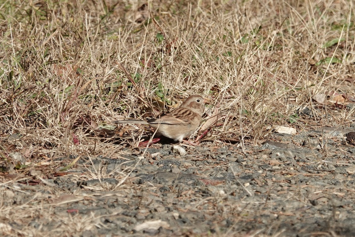Field Sparrow - ML644475188