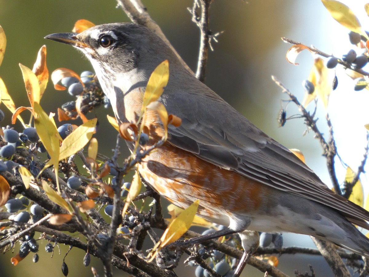 American Robin - ML644475193