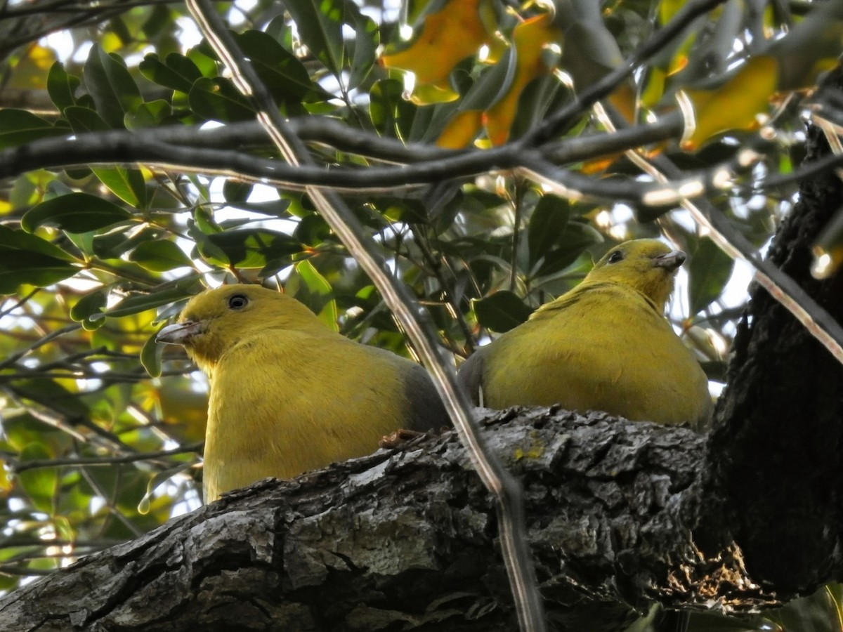 Madagascar Green-Pigeon - ML644475194
