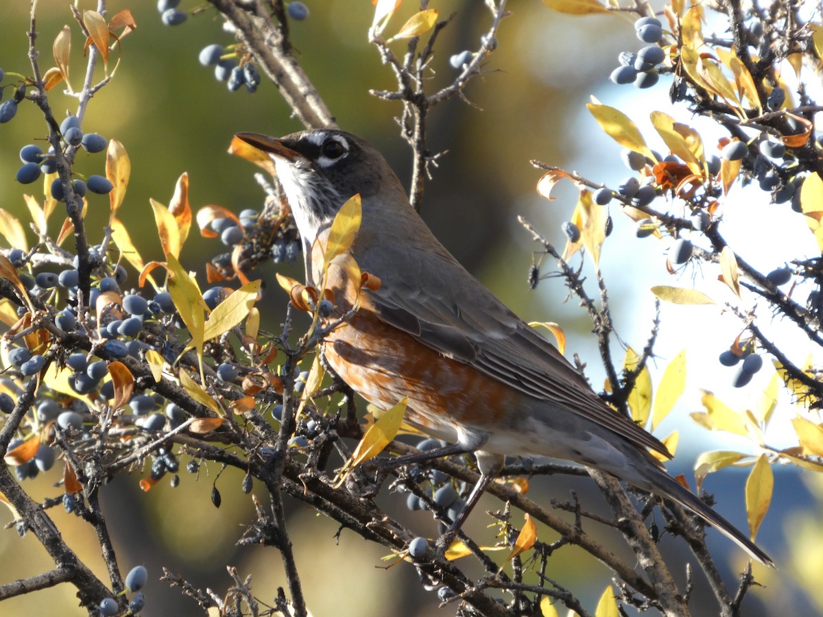 American Robin - ML644475195