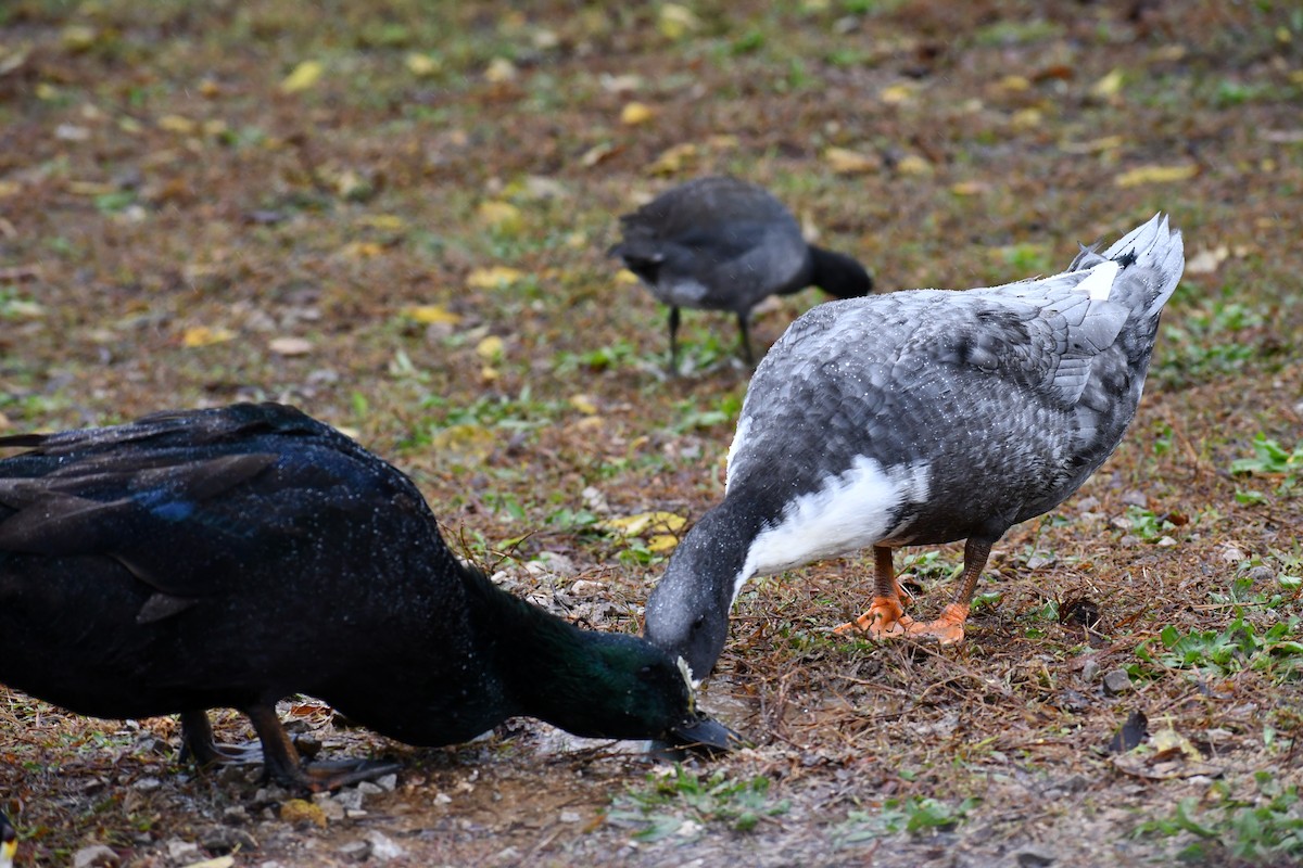 Canard colvert (forme domestique) - ML644475196