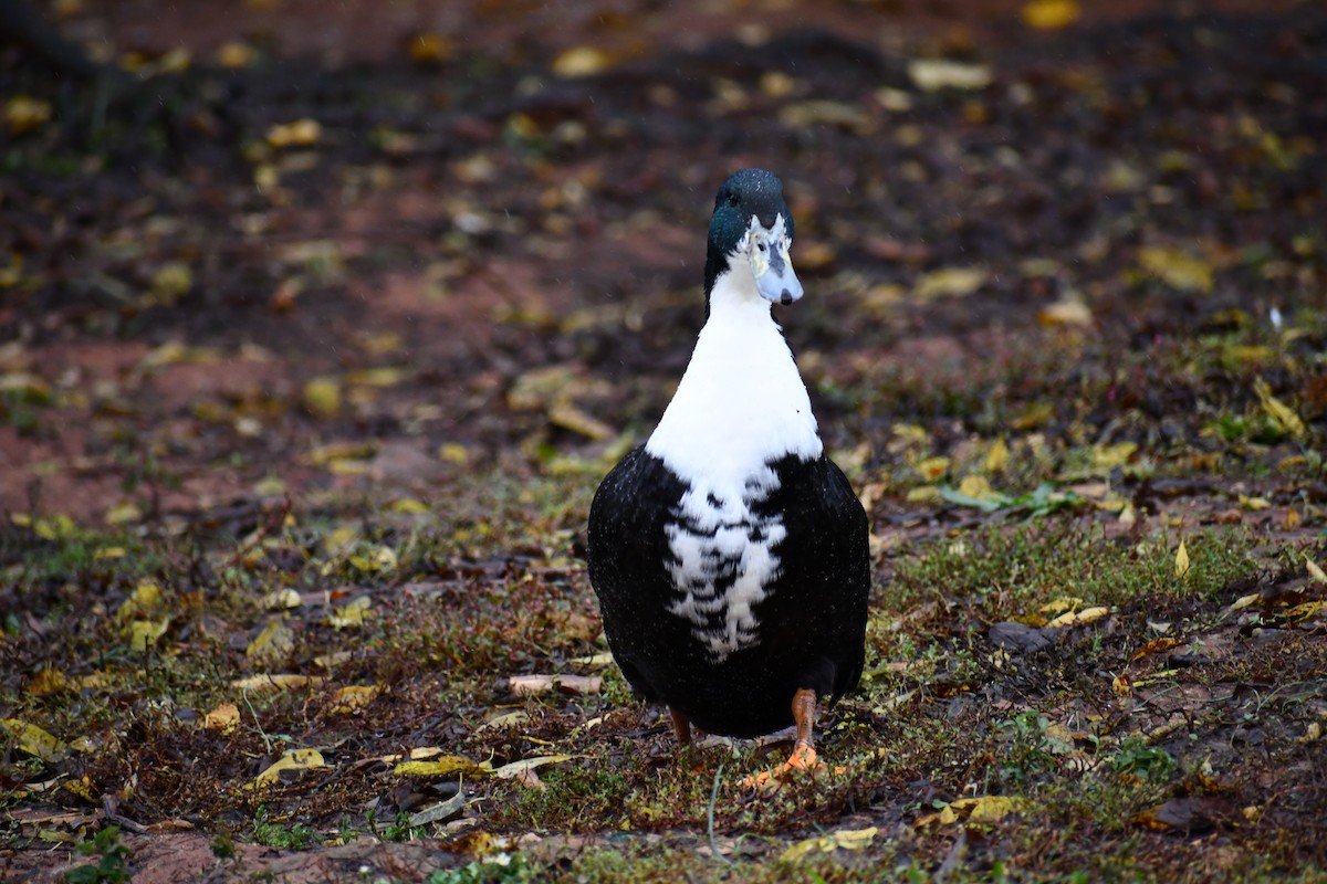 Canard colvert (forme domestique) - ML644475197