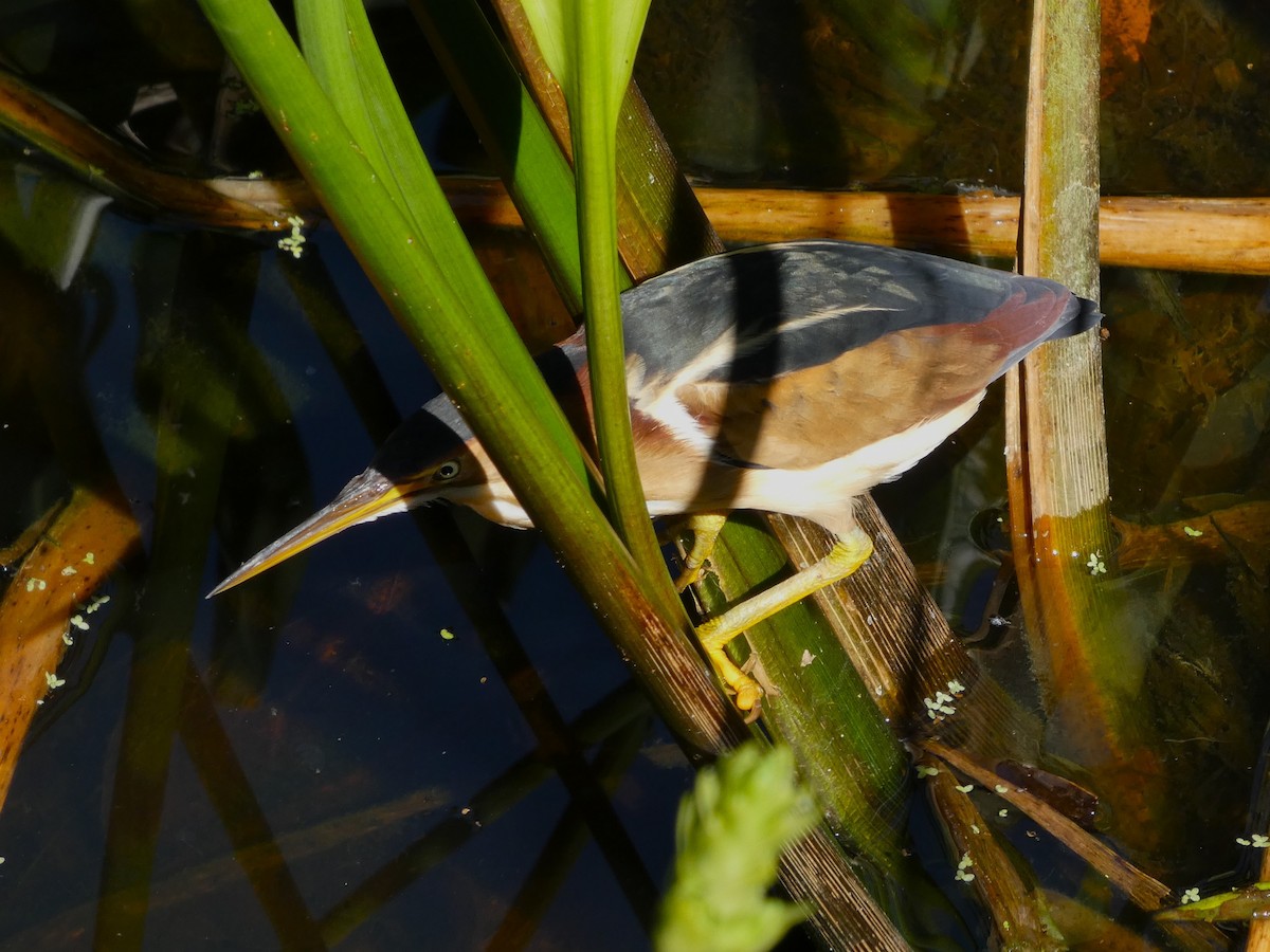 Least Bittern - ML644475199