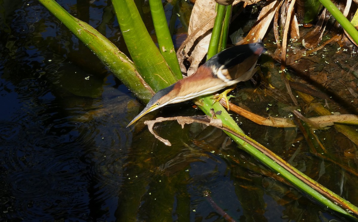 Least Bittern - ML644475200