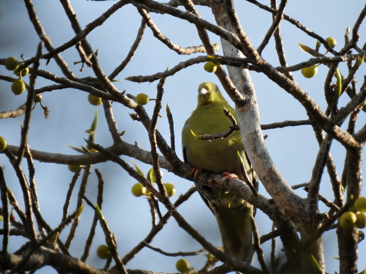 Madagascar Green-Pigeon - ML644475212