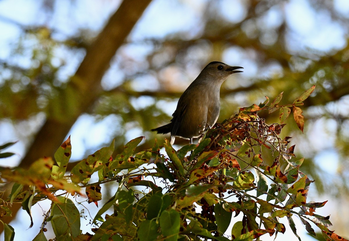 Gray Catbird - ML644475221