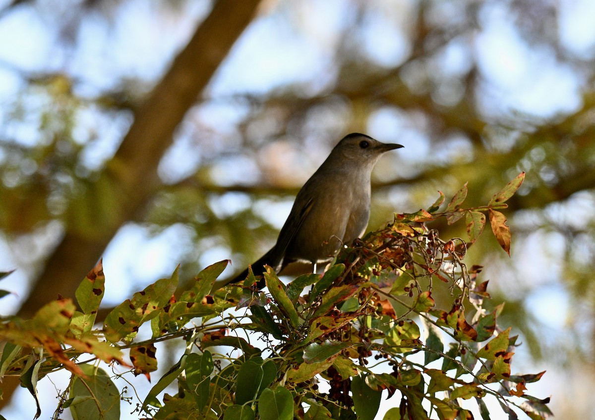 Gray Catbird - ML644475222