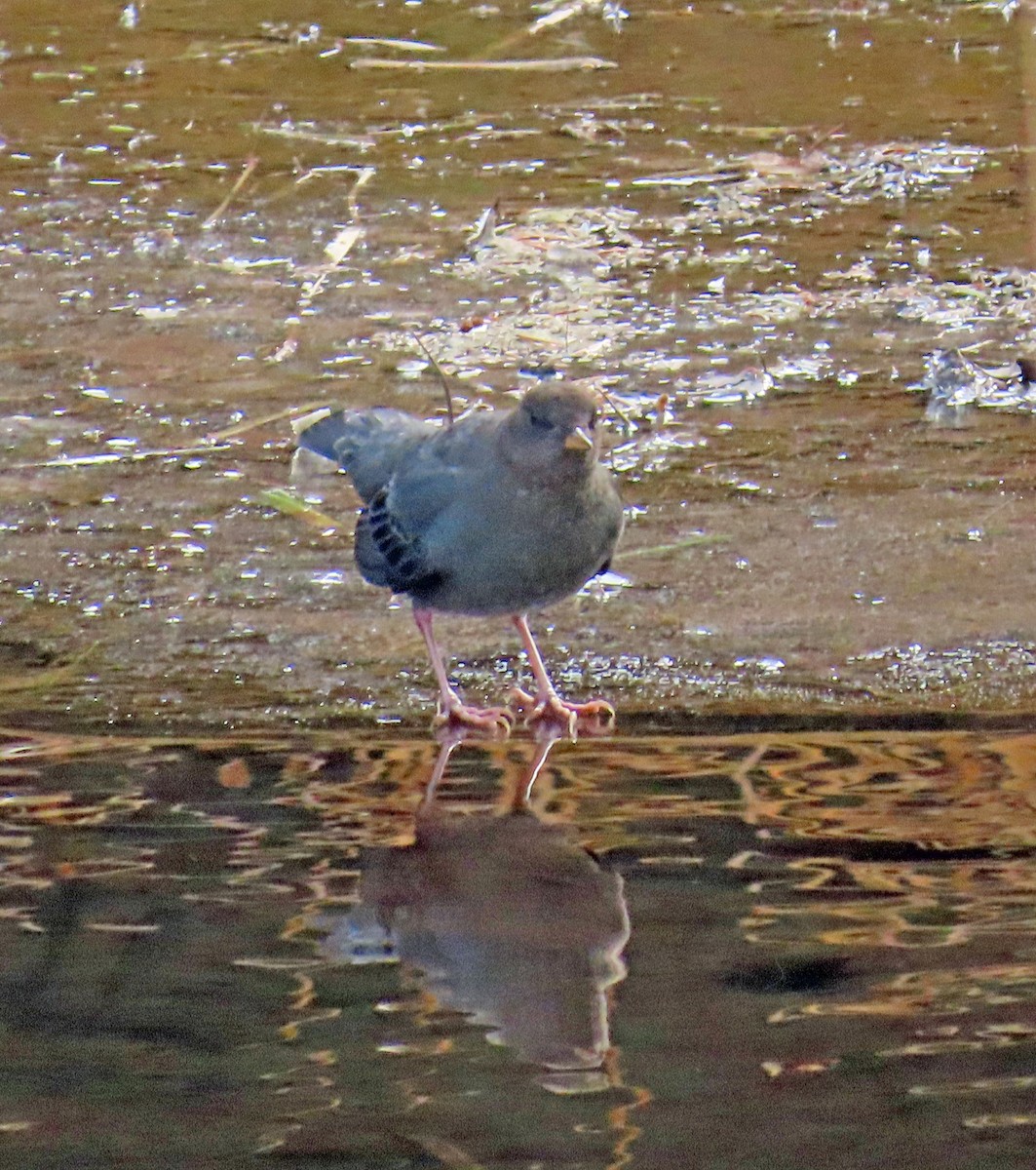 Серая оляпка - ML644475224