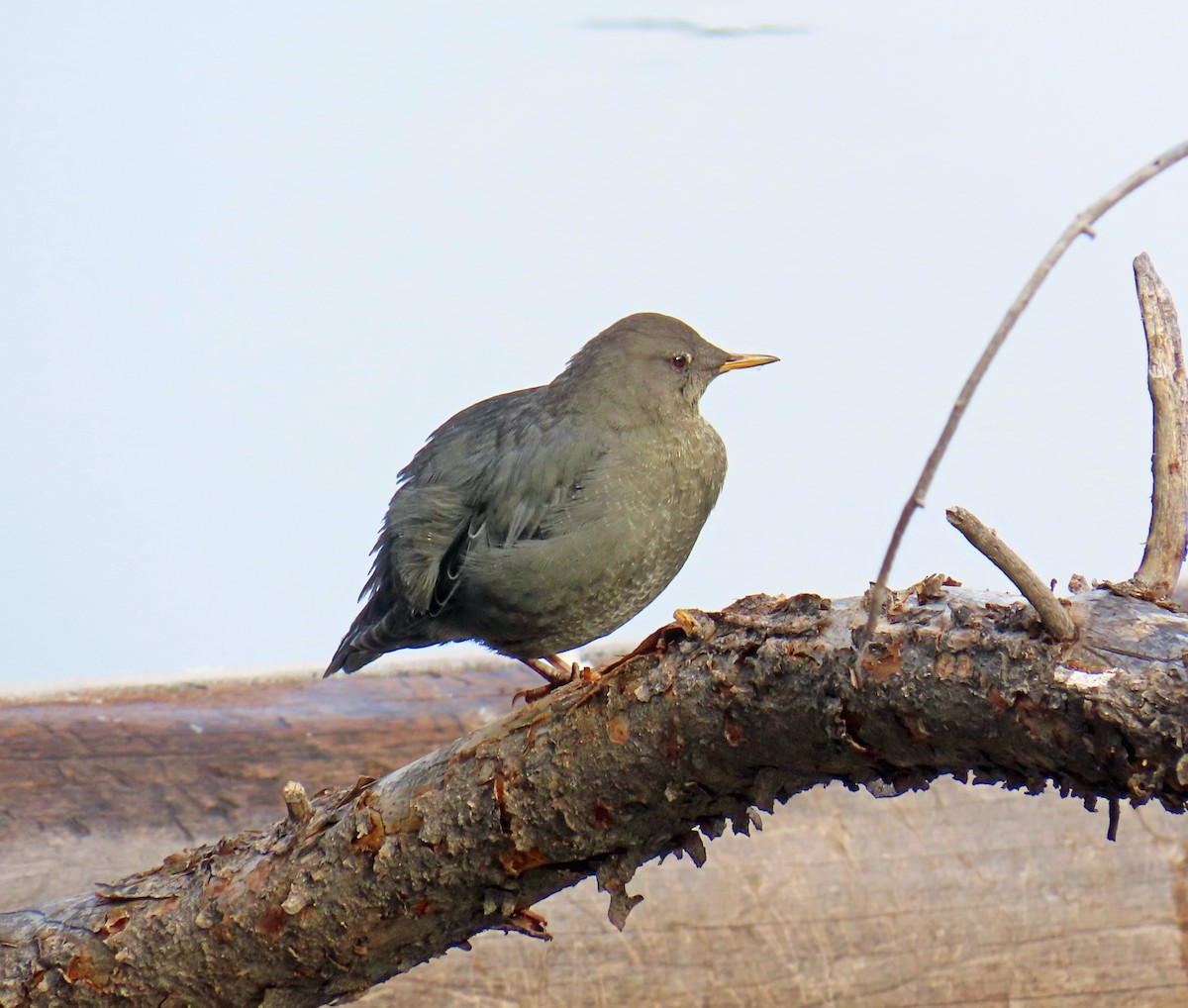 Серая оляпка - ML644475225