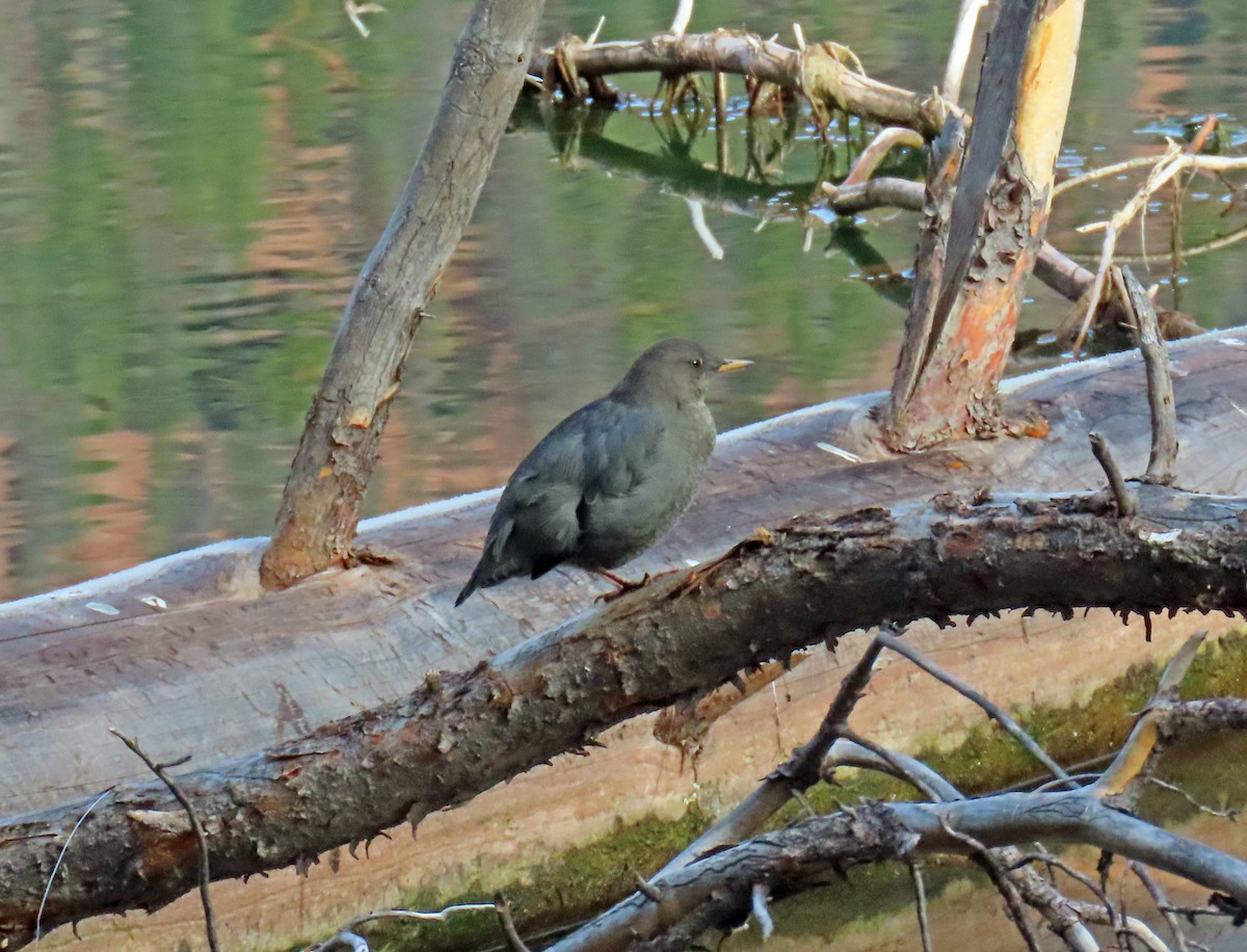 Серая оляпка - ML644475226