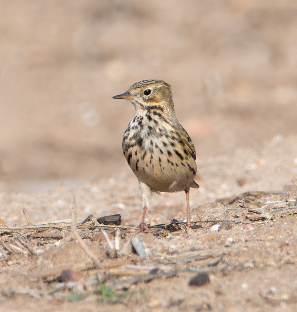 linduška luční - ML644475231