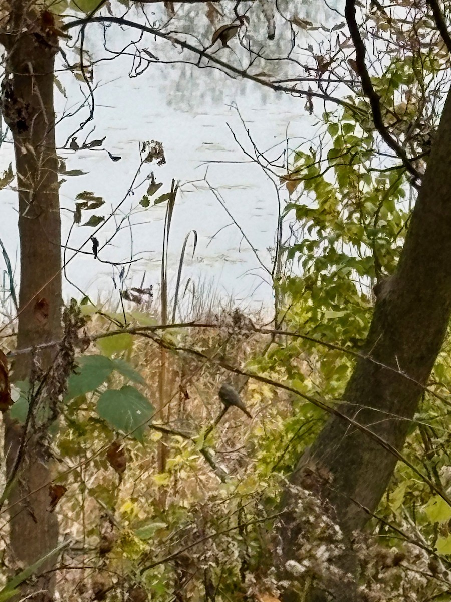 Townsend's Solitaire - ML644475234