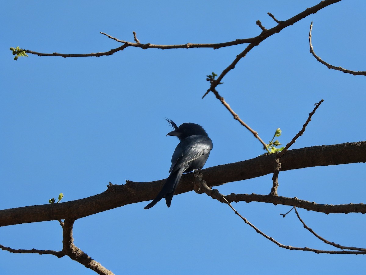 Crested Drongo - ML644475235