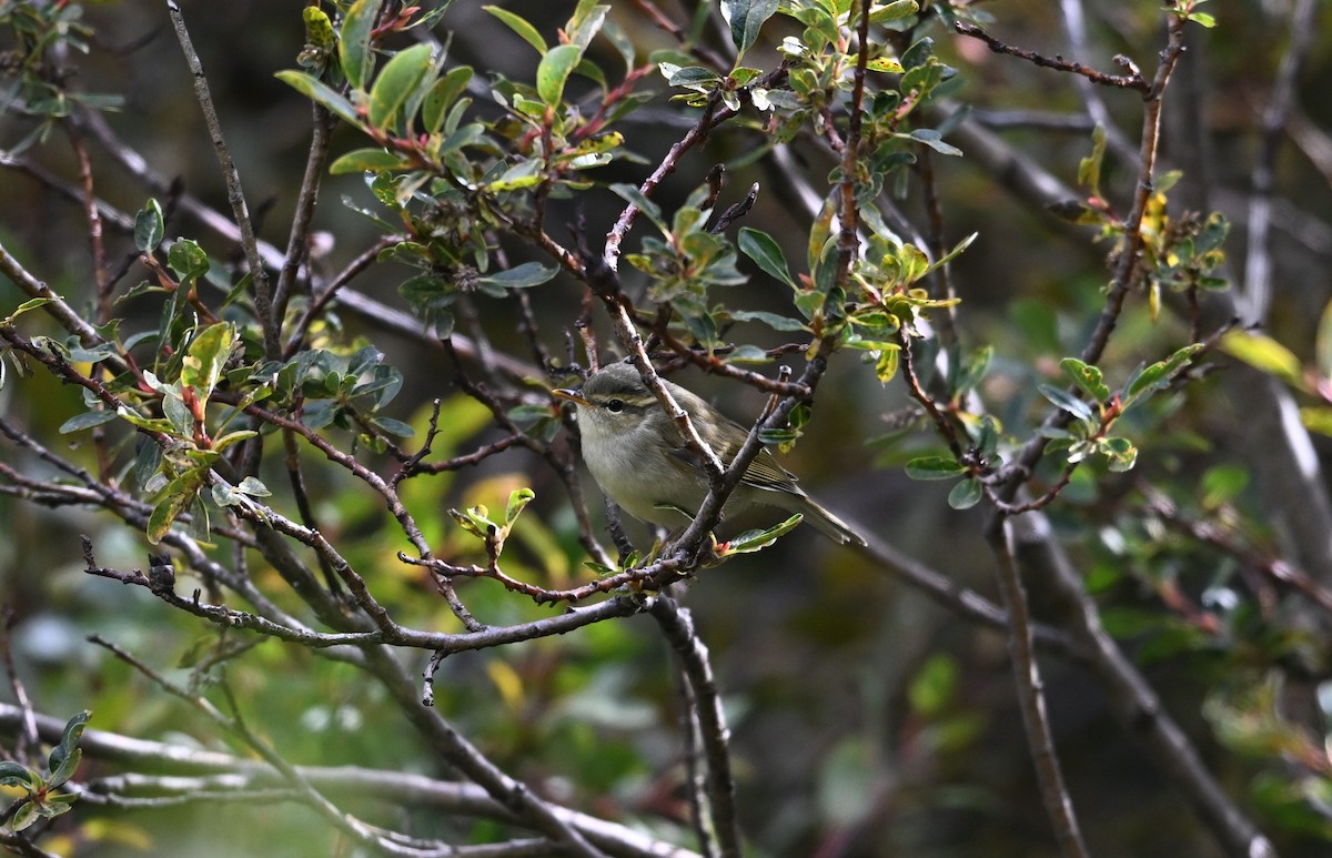 Greenish Warbler - ML644475236