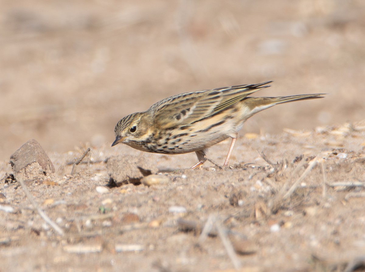 linduška luční - ML644475252