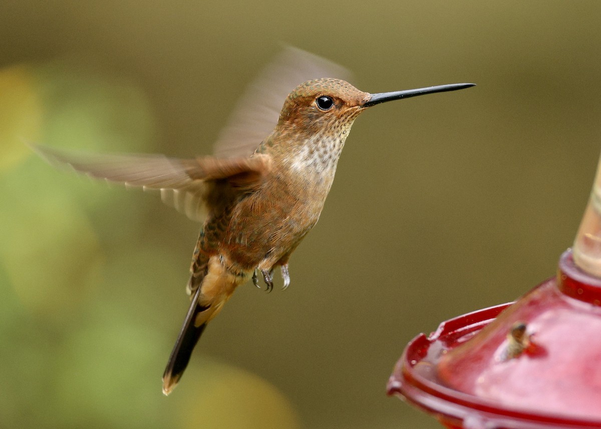 Bronzy Inca - ML644475253