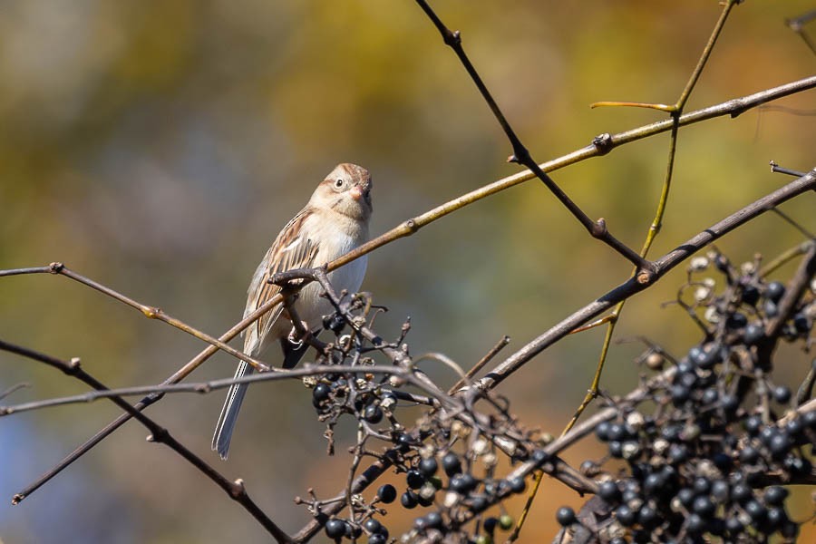 Field Sparrow - ML644475258