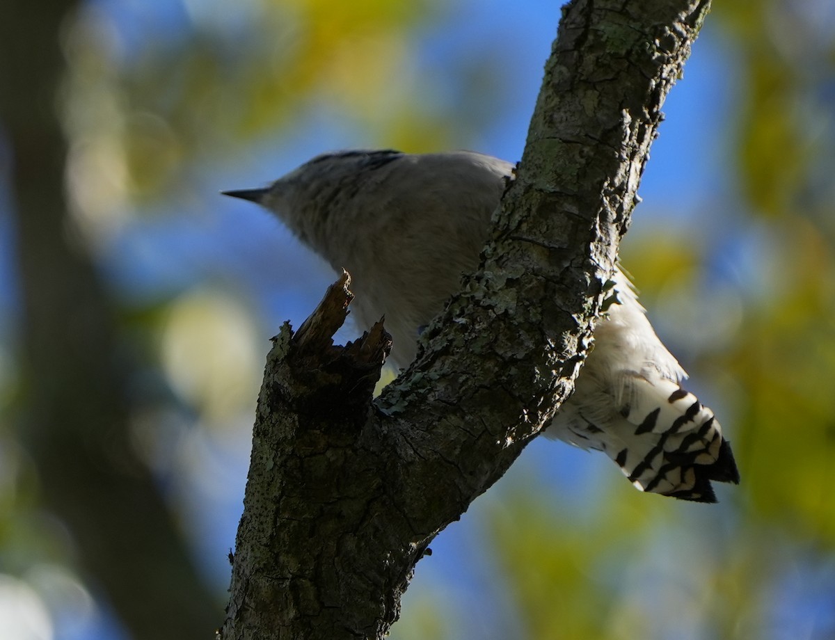 Downy Woodpecker - ML644475262