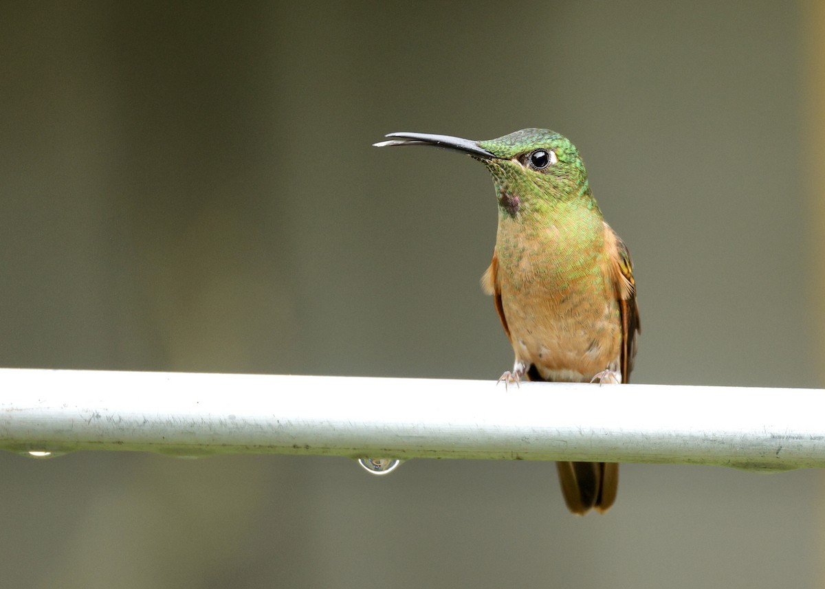 Füme Rengi Pırıltı - ML644475263