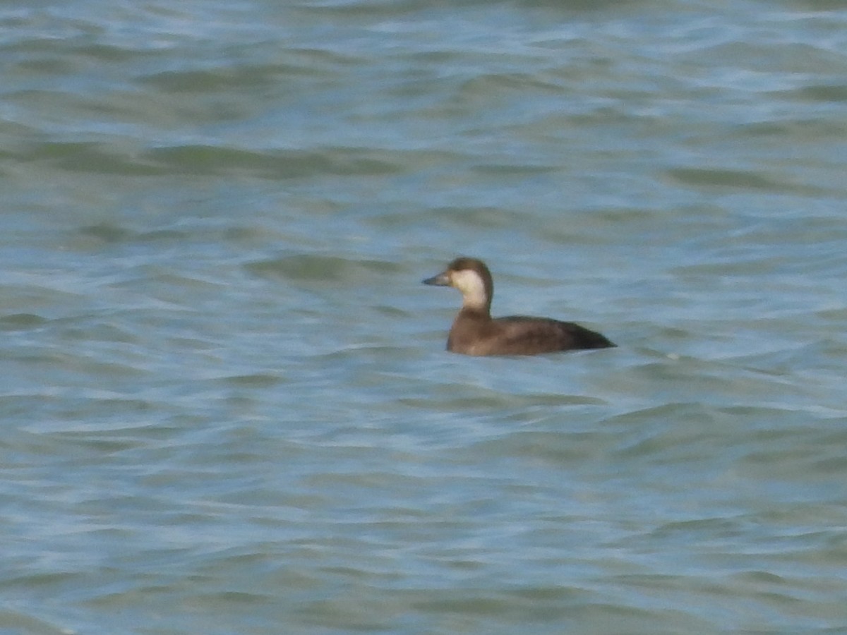 クロガモ - ML644475265