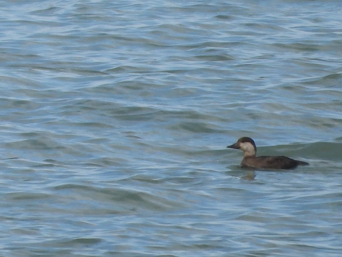 クロガモ - ML644475266