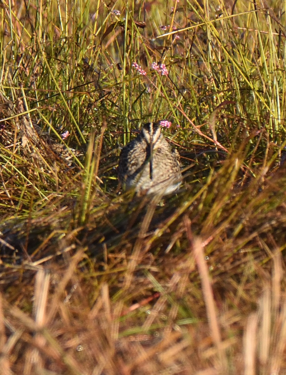 Wilson's Snipe - ML644475273
