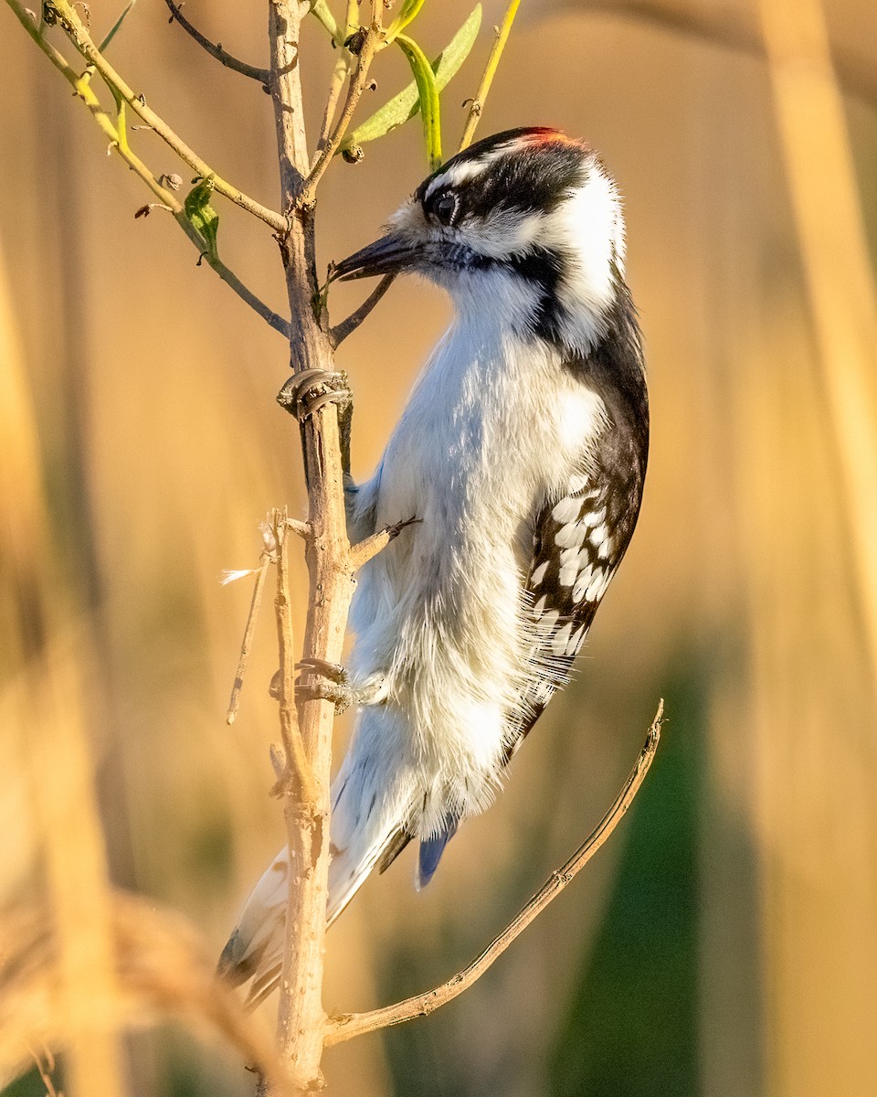 Downy Woodpecker - ML644475275